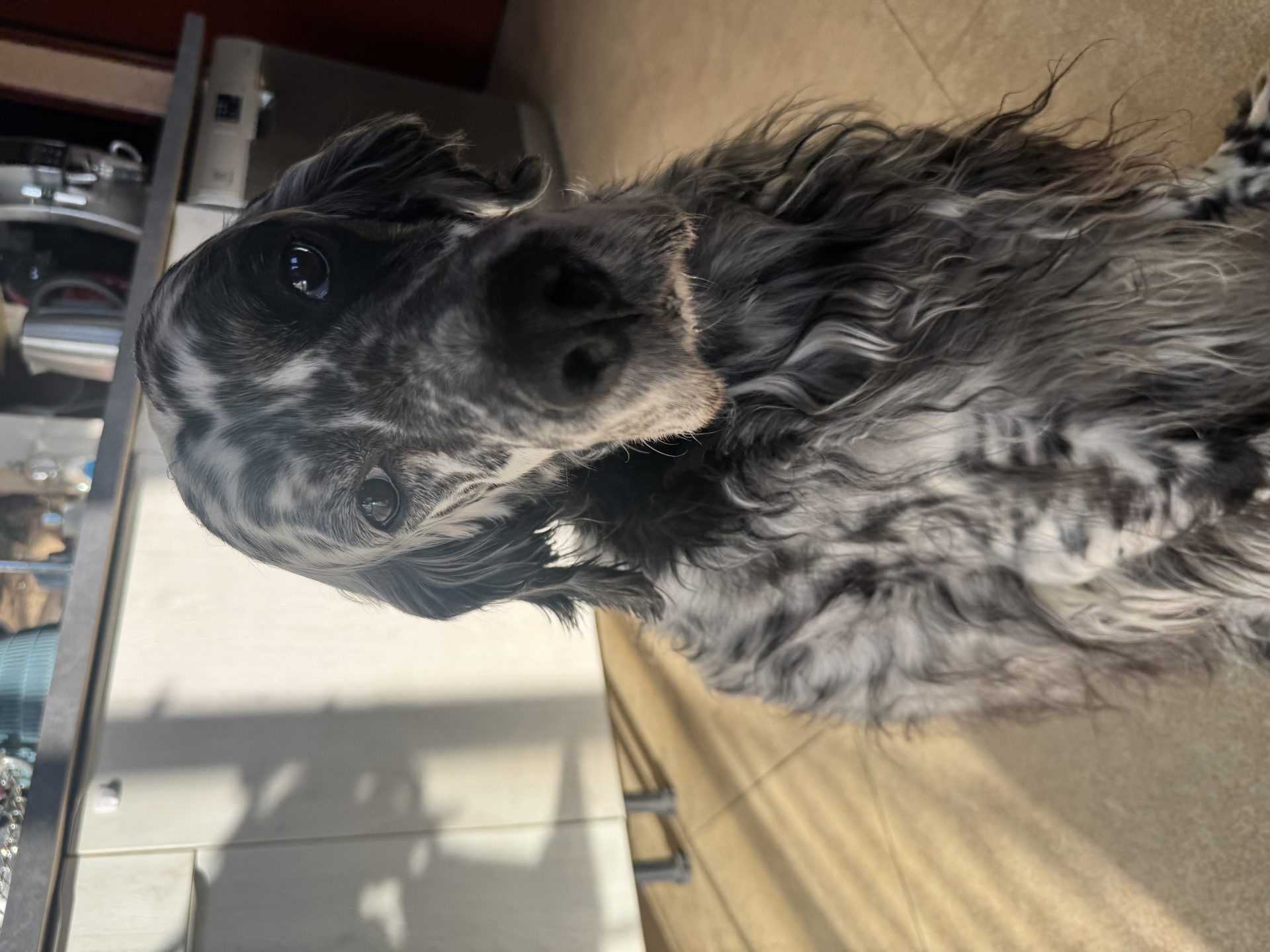 Balu